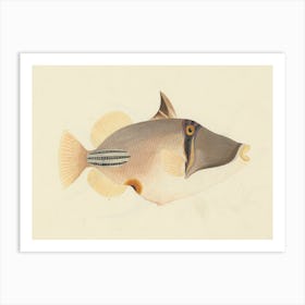 Unidentified Fish, Luigi Balugani (13) Art Print