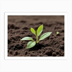 Young Green Plant Shoots Growing In Soil Art Print