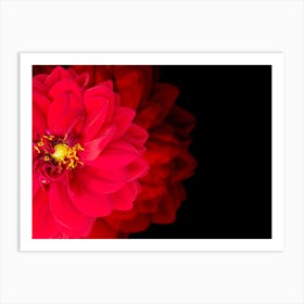 Red Dahlia Flower Art Print