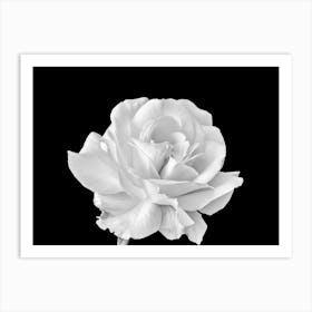 White Rose On Black Background Art Print