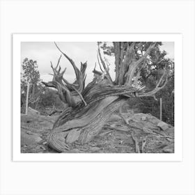 Twisted Mountain Juniper, Apache County, Arizona By Russell Lee Art Print