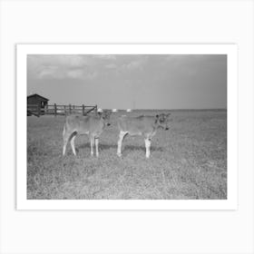 Untitled Photo, Possibly Related To Dairy Barns, Lake Dick Project, Arkansas By Russell Lee Art Print