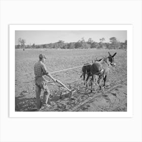 Mr Whinery Cultivating Corn, Pie Town, New Mexico By Russell Lee Art Print
