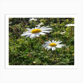 Daisies Art Print