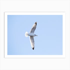 Soaring Seagull Art Print