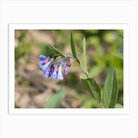 Virginia Bluebell Flowers Art Print