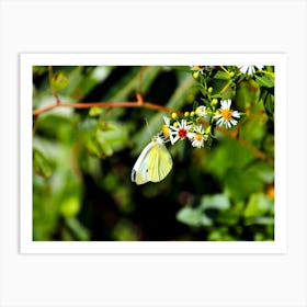 Little Butterfly Art Print