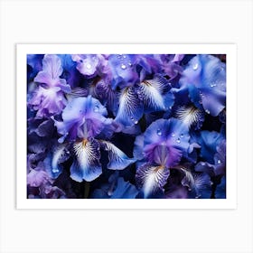 Blue Iris Flowers 1 Art Print