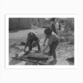Spanish American Farmers Turning Over Slaughtered Hog To Scrape Hair Off Other Side, Chamisal, New Mexico By Russe Art Print