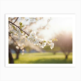 Blossoming Cherry Tree 1 Art Print