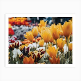 Tulips In Bloom Art Print