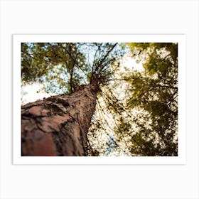 Tree From Below 3 Art Print