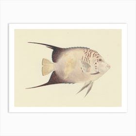Unidentified Fish, Luigi Balugani (3) 1 Art Print