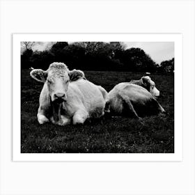 Black And White Cows Art Print