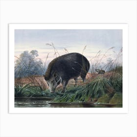 Vintage Painting Wild Boar Art Print