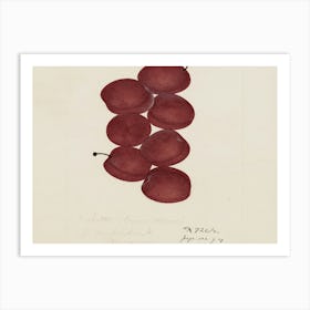 Plums 2 Art Print