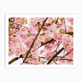 Cherry Blossom Branch Art Print