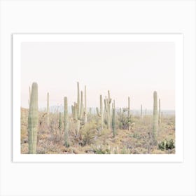 Saguaro Scenery Art Print