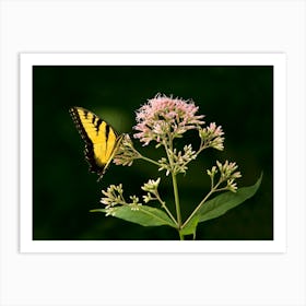 Yellow Swallowtail Art Print