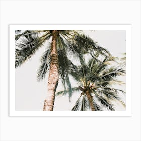 Palm Trees Art Print