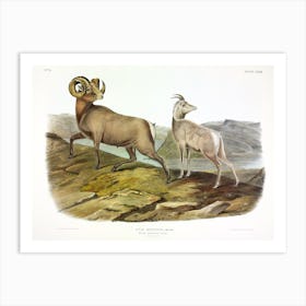 Rocky Mountain Sheep, John James Audubon  Art Print