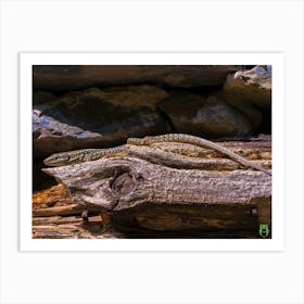 Lizard 20210824 67pub Art Print