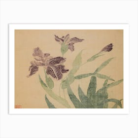 Chinese Iris Art Print