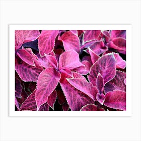 Pink-Purple leaves Art Print