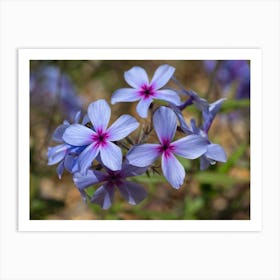 Creeping Phlox Flowers Art Print