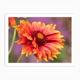 Gaillardia Blanket Flower Art Print