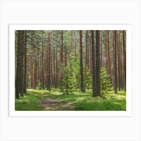 Pine Forest Art Print