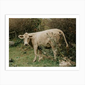 Cow in a field Art Print