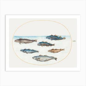 Six Asellorum Fish (1575–1580), Joris Hoefnagel Art Print