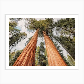 Redwood Trees In California Art Print