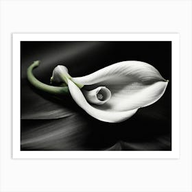 Calla Lily paintings art print Art Print