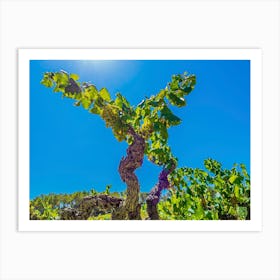 Vines In The Vineyard 20230831132960pub Art Print