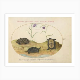 Animalia Qvadrvpedia Et Reptilia, Joris Hoefnagel(2) Art Print