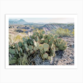 Texas Desert Cactus Art Print