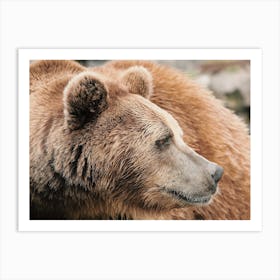 Grizzly Bear Profile Art Print