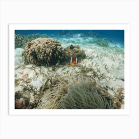 Clownfish On Coral Reef Art Print