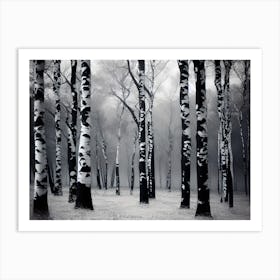Birch Trees 72 Art Print