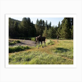 Moose In The Grass Art Print