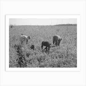 Untitled Photo, Possibly Related To Indian Woman Picking Blueberries Near Little Fork, Minnesota By Russell Lee Art Print