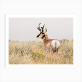 American Pronghorn Art Print