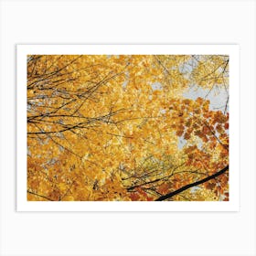 Autumn Leaf Canopy Art Print