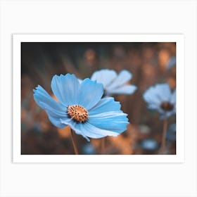 Blue Cosmos Flower Art Print