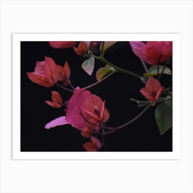 Bougainvillea Affiche