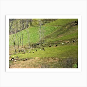 Herds Of Cattle In The Mountains 20230416110881 Art Print