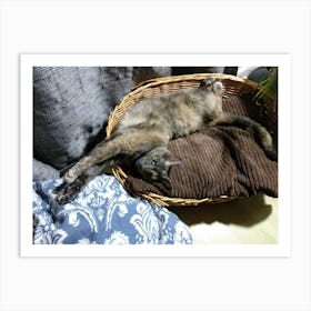 Cat In A Basket Art Print