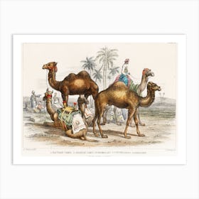 Bactrian Camel, Arabian Camel Or Dromedary, Dromedaries Caparisoned, And Post Camel Of India, Oliver Goldsmith Art Print